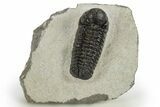Detailed Austerops Trilobite - Ofaten, Morocco #311075-3